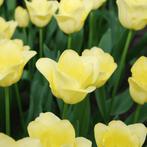 20x Tulpenbollen World Friendship – Lichtgele Tulp, Verzenden