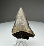 Witte haai - Fossiele tand - 4.1 cm - 2.8 cm (Zonder, Verzamelen, Mineralen en Fossielen