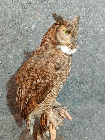 Grote Gehoornde Uil Taxidermie volledige montage - Bubo beschikbaar voor biedingen