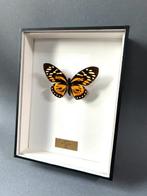 Vlinder Taxidermie volledige montage - Papilio zagreus - 26, Verzamelen, Dierenverzamelingen, Nieuw