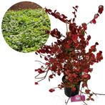 Kardinaalsmuts Euonymus fortunei Horts Blaze +, Verzenden