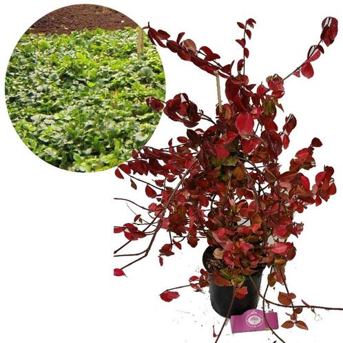 Kardinaalsmuts Euonymus fortunei Horts Blaze +, Tuin en Terras, Planten | Tuinplanten, Verzenden