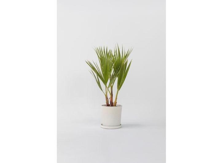 Mexican Fan Palmtree Washingtonia Robusta, Huis en Inrichting, Kamerplanten, Verzenden