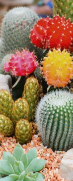 Banner Cactus 75 cm x 180 cm, Verzenden, Nieuw