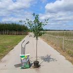 Pruimenboom | Veel soorten en maten voorraad | BETUWEBOMEN