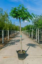 Albizia julibrissin hoogstam 14/16
