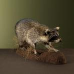 Wasbeer Taxidermie Opgezette Dieren By Max, Verzamelen, Dierenverzamelingen, Ophalen of Verzenden, Nieuw, Wild dier, Opgezet dier