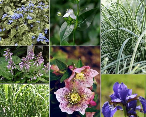 Borderpakket - Blad - 3 m2 - 3 m2, Tuin en Terras, Planten | Bomen, Ophalen of Verzenden