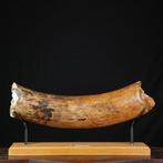 Fossiele slagtand van Mammuthus primigenius - Schat van het