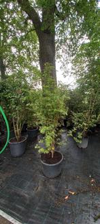 Acer palmatum Sangokaku Japanse esdoorn 150cm, Tuin en Terras, Planten | Bomen, Ophalen