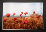 Viet Ha Tran - Poppies from last summer