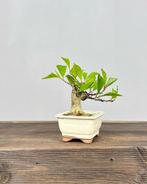 Magnolia stellata bonsai - Hoogte (boom): 16 cm - Diepte