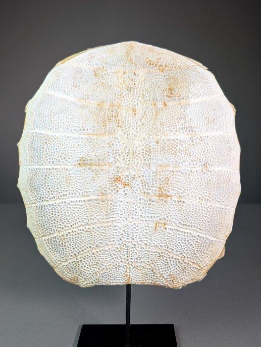 Weekschildpad Pantser - Trionychidae sp. - 32 cm - 29 cm - 3, Verzamelen, Dierenverzamelingen