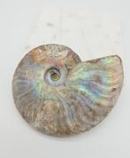 Ammoniet Iriserende (zie filmpje), Verzamelen, Mineralen en Fossielen, Ophalen of Verzenden