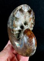 Ammoniet - Gefossiliseerd dier - Phylloceras velledae, Verzamelen, Mineralen en Fossielen