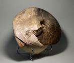 Ammoniet - Gefossiliseerde schelp - Choffaticeras segne, Verzamelen, Mineralen en Fossielen