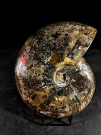 Uitzonderlijke cleoniceras opaliserend. - Gefossiliseerd, Verzamelen, Mineralen en Fossielen