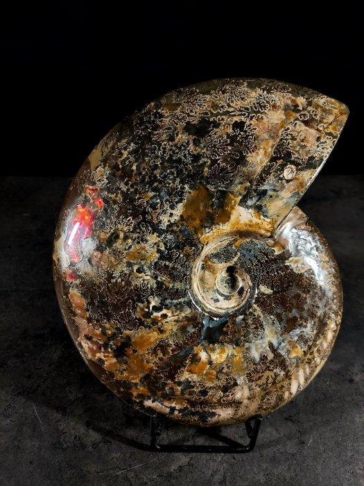 Uitzonderlijke cleoniceras opaliserend. - Gefossiliseerd, Verzamelen, Mineralen en Fossielen