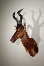 Hartenbeest Taxidermie schoudermontage - Alcelaphus, Nieuw
