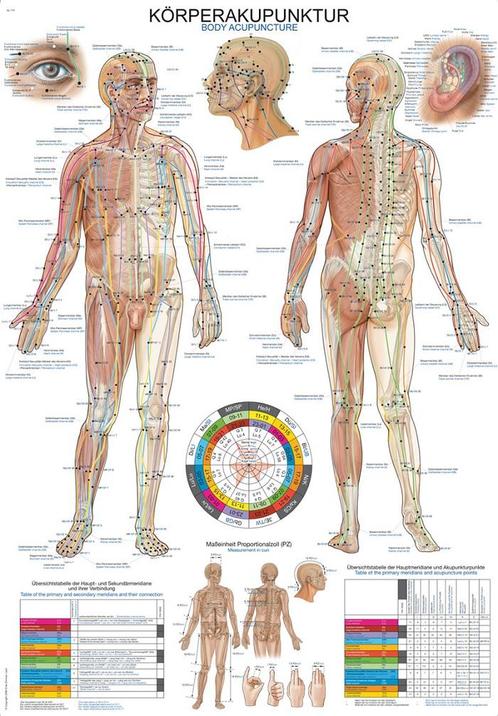 Anatomie poster meridianen (kunststof-folie, 70x100 cm), Diversen, Verpleegmiddelen, Nieuw, Verzenden