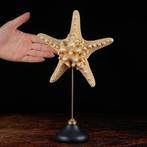 Natuurlijke gedroogde zeester op houten en messing basis –