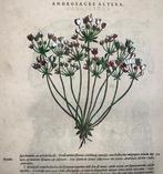 Giorgio Liberale; W. Meyerpeck - Folio, 2 large woodcuts,