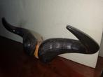 Vintage Kaapse Buffel Trofee - Hoorns - Syncerus caffer - 20, Verzamelen, Dierenverzamelingen, Nieuw