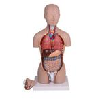 Anatomie model torso met organen, 16-delig, 43 cm, Nieuw, Verzenden
