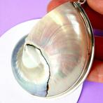 Prachtige mamma van parelmoer nautilus schelp Exclusieve, Verzamelen, Mineralen en Fossielen