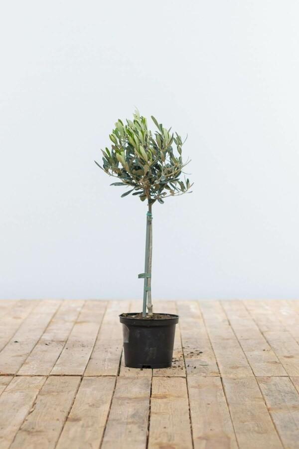 Olijfboom / Olea Europaea ministam 40-60 cm, Tuin en Terras, Planten | Tuinplanten