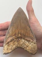 Grote Megalodon-tand 13,7 cm - Fossiele tand - Carcharocles