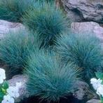 Festuca glauca Blue select, Tuin en Terras, Planten | Tuinplanten, Ophalen