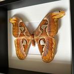 Vlinder Taxidermie volledige montage - Attacus Atlas Femelle, Verzamelen, Dierenverzamelingen, Nieuw