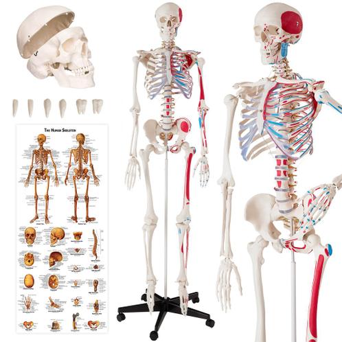 180 cm Menselijke skelet model + spier-markering - wit