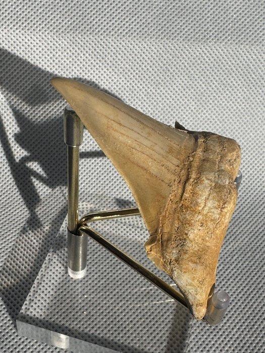 Haai - Fossiele tand - Otodus obliquus - 6.7 cm (Zonder, Verzamelen, Mineralen en Fossielen