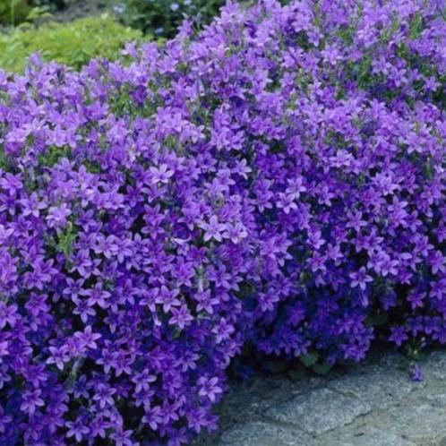 Campanula portenschlagiana - Potmaat 9x9 cm, Tuin en Terras, Planten | Tuinplanten, Ophalen of Verzenden