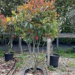 Glansmispel - Photinia Fraseri Red Robin - meerstammig - Hoo, Ophalen of Verzenden