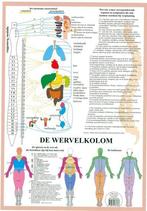 Anatomie poster vegetatief zenuwstelsel (Nederlands, gela..., Verzenden, Nieuw