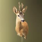 Reebok Zomervacht Offset Taxidermie Opgezette Dieren By Max, Ophalen of Verzenden, Nieuw, Wild dier, Opgezet dier
