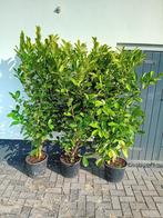 Laurier, Prunus laurocerasus Rotundifolia 140-160 cm