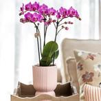 Kolibri Orchids | Roze paarse phalaenopsis orchidee - El Sal, Verzenden, Nieuw