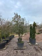 Quercus Ilex Meerstammig steeneik, Tuin en Terras, Planten | Bomen, Ophalen