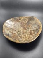 Fossiel - Gefossiliseerd dier - Fossil coral dish - 14 cm, Verzamelen