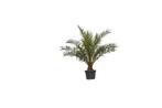 Dadelpalm Phoenix canariensis 187,5 cm, Tuin en Terras, Planten | Bomen, Verzenden