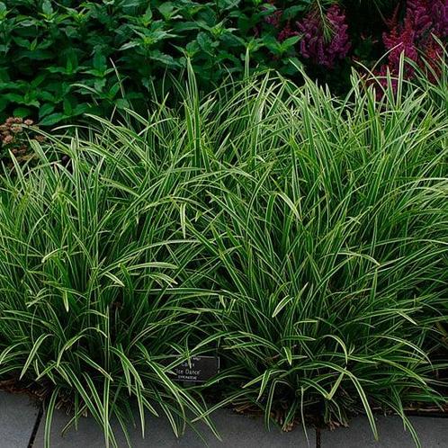 Carex morrowii ‘Ice Dance’ - Potmaat 2 liter, Tuin en Terras, Planten | Tuinplanten, Ophalen of Verzenden