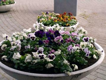 Grote ronde bloembak - plantenbak - plantenschaal beschikbaar voor biedingen