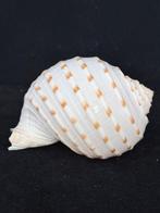 Zeeslak Zeeschelp - S-119 TONNA DOLIUM (Zonder minimumprijs), Nieuw