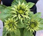 Helianthus SunFill Green F1 5000 zaden Zonnebloemzaden, Ophalen of Verzenden, Nieuw
