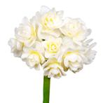 Bloembollen - 40 x Narcis Erlicheer - creme, Verzenden, Voorjaar, Volle zon, Bloembol