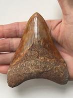 Megalodon tand 11,0 cm - Fossiele tand - Carcharocles, Verzamelen